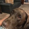 allison_krupp